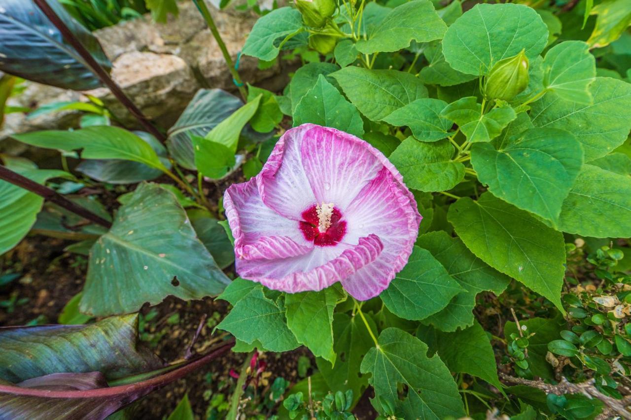 Villa Emilia Vodice Dış mekan fotoğraf